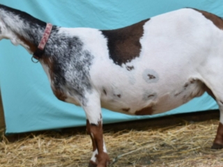 Goat Trails Pixie - Mini Nubian Doe