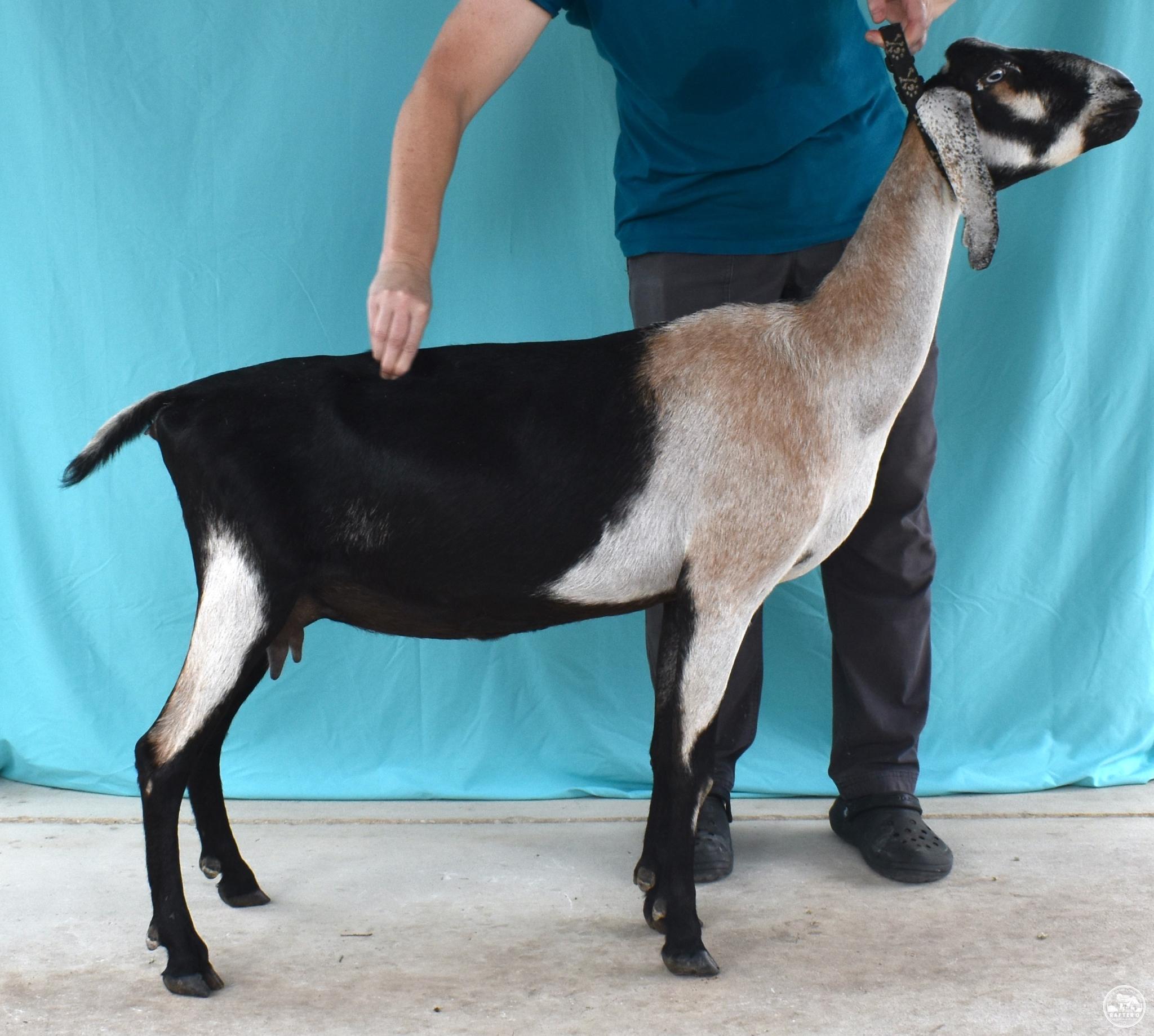 Nomad Once in a Blue Moon "Clair" - Mini Nubian Doe