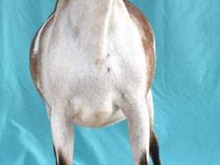 Summer 2020 - Clover Front