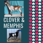 View 2021 Clover x Memphis