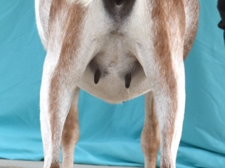 Summer 2020 - Clover Rear