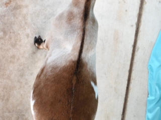 Summer 2020 - Clover Top