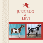 View 2021 June Bug x Levi