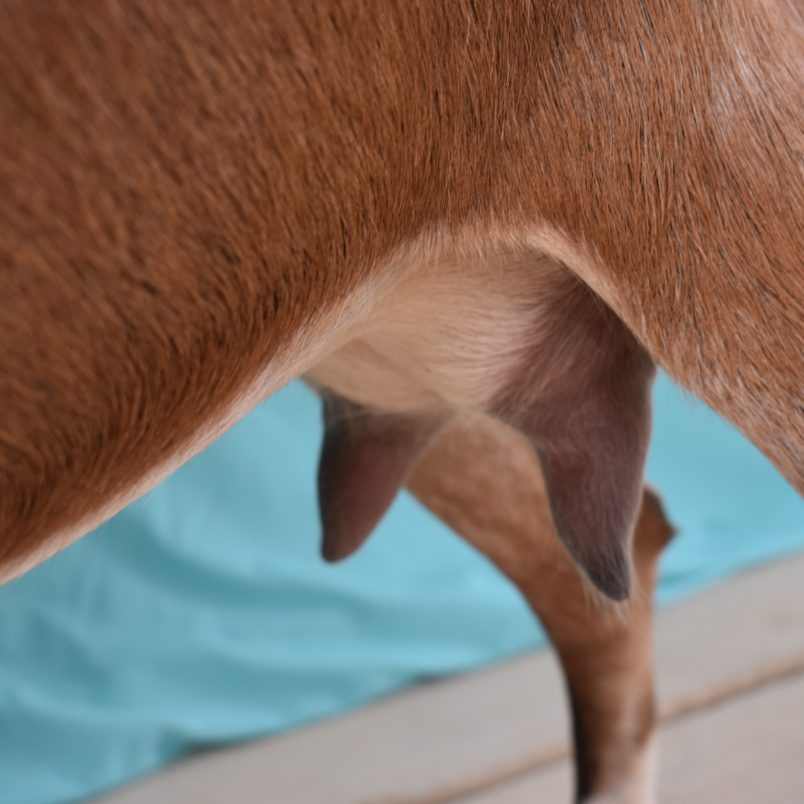 Summer 2020 - Doodlebug FF Fore Udder