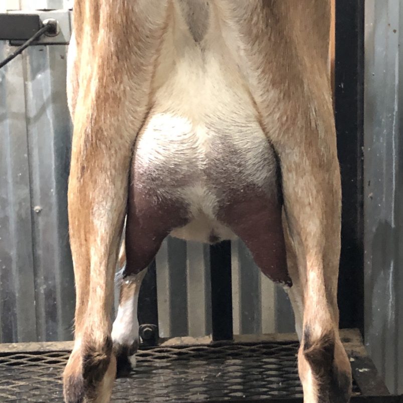 Summer 2020 - Doodlebug FF Udder (drying up)