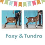 View 2021 Foxy x Tundra