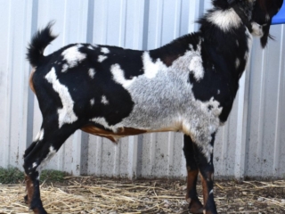 Laz E Acres's Mr. Blue Jeans "Levi" - Mini Nubian Buck