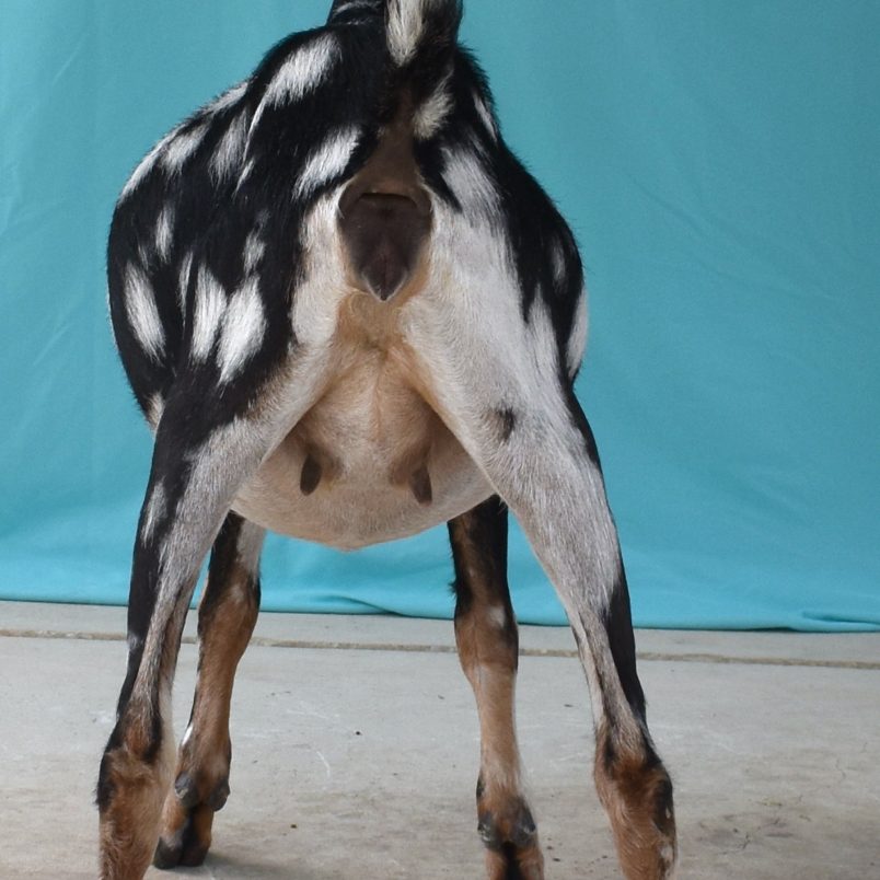 Summer 2020 - Snow Drop Rear