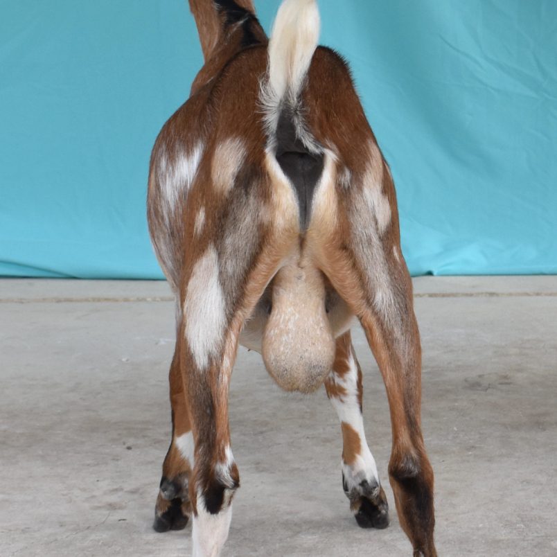 Summer 2020 - Tundra Rear