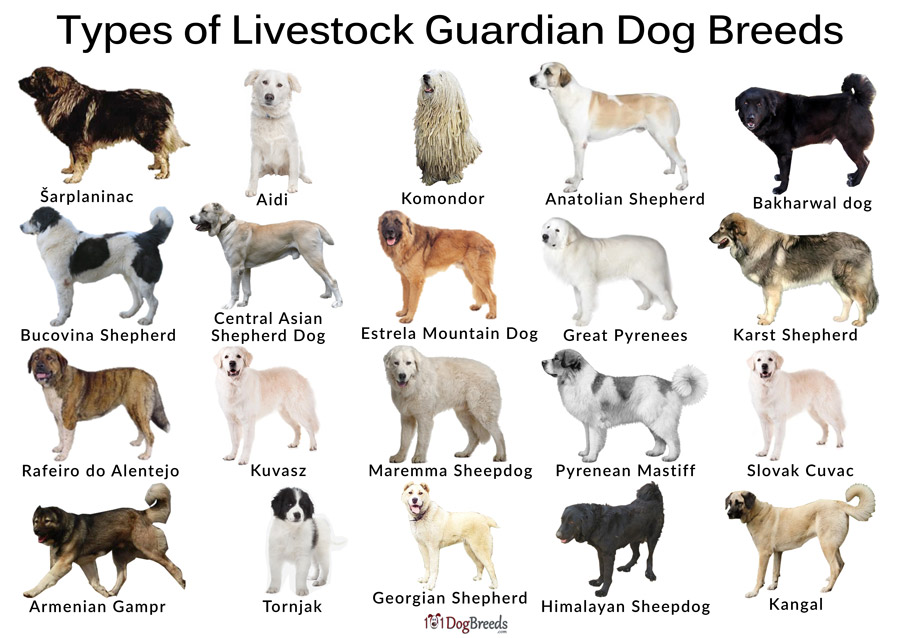 Livestock guardian hot sale animals