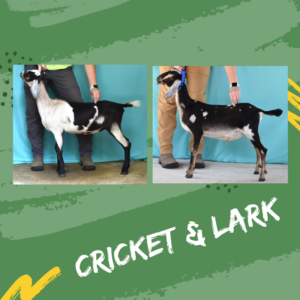Cricket & Lark