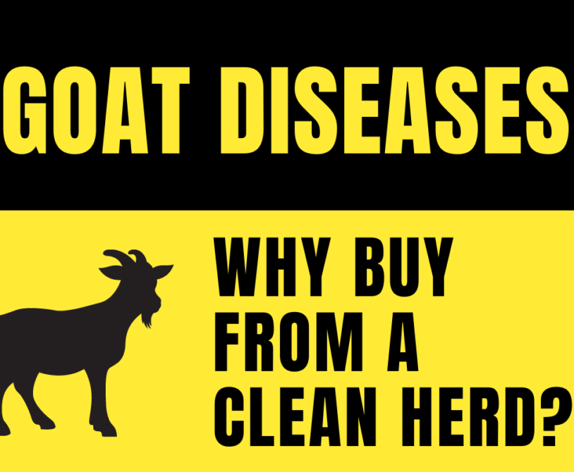 Goat Diseases - Why Buy from a Clean Herd?