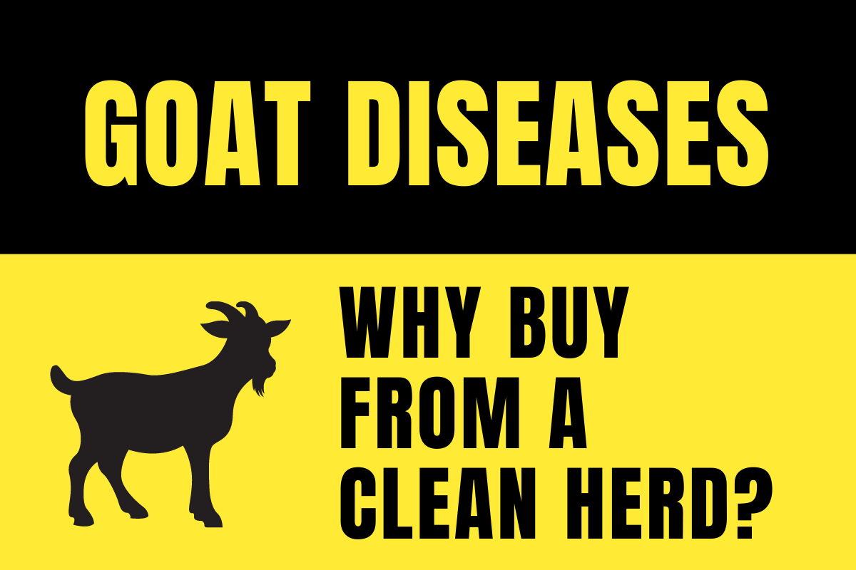 Goat Diseases - Why Buy from a Clean Herd?
