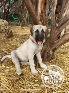 Beyza- Kangal Dog