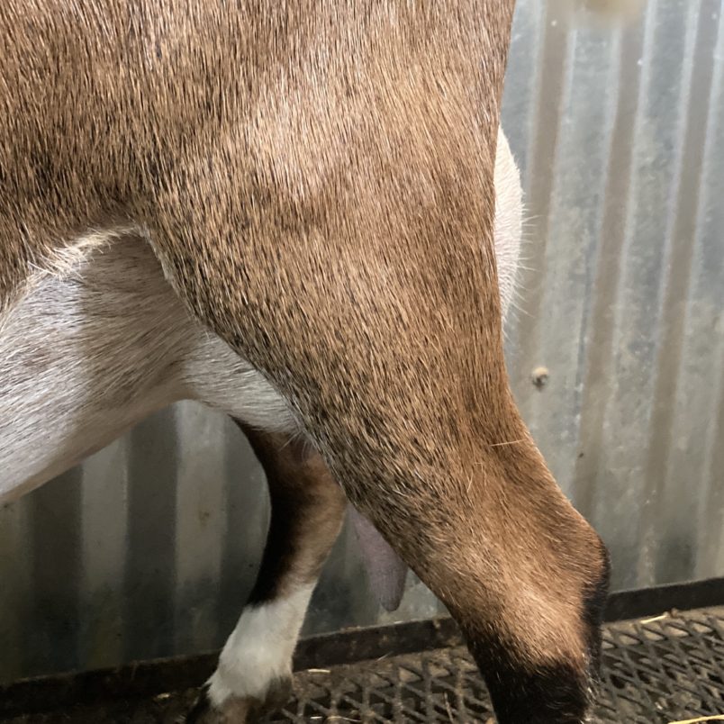 Summer 2021 - Doodlebug 2F Fore Udder Rafter O Doodlebug