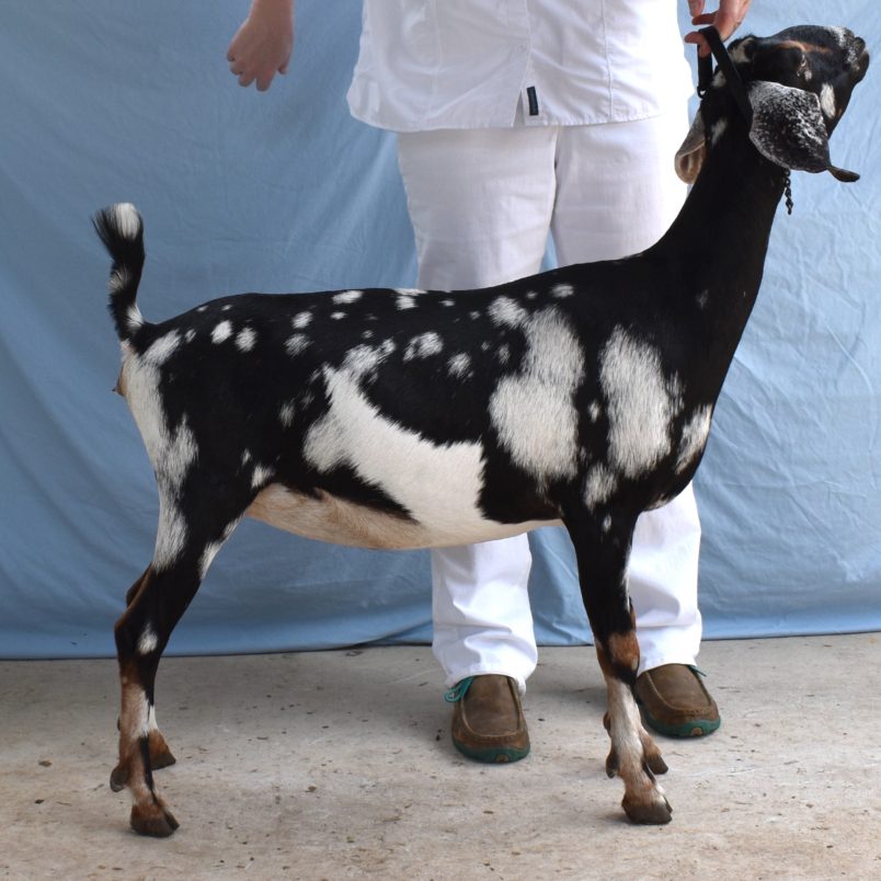 Summer 2021 - Snow Drop Side Blackberry's BV Snow Drop Obsidian