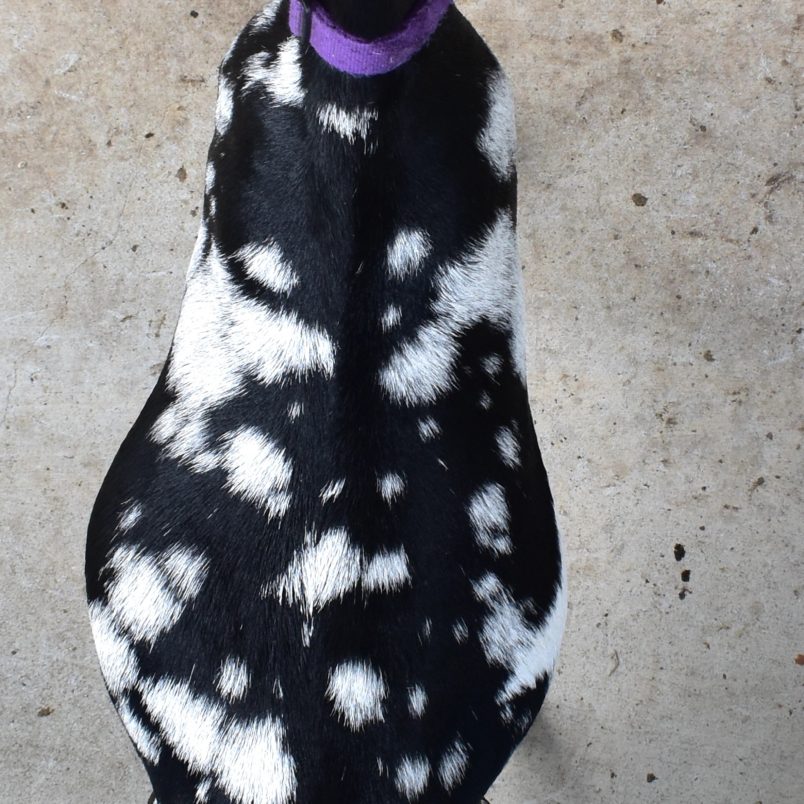 Summer 2021 - Snow Drop Top Blackberry's BV Snow Drop Obsidian