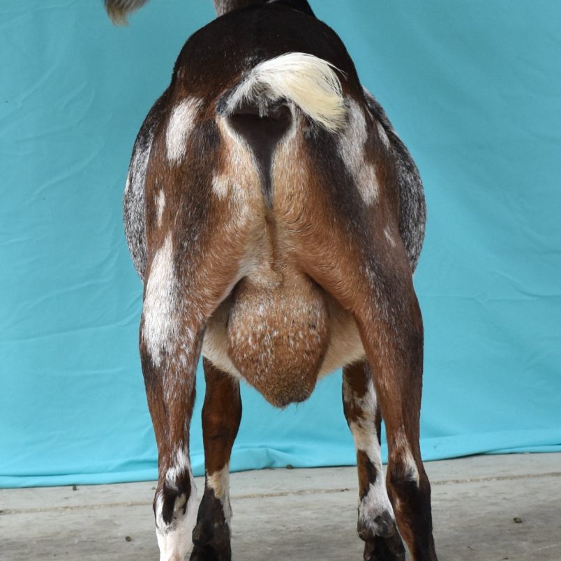 Summer 2021 - Tundra Rear Blackberry's BQ Frozen Tundra