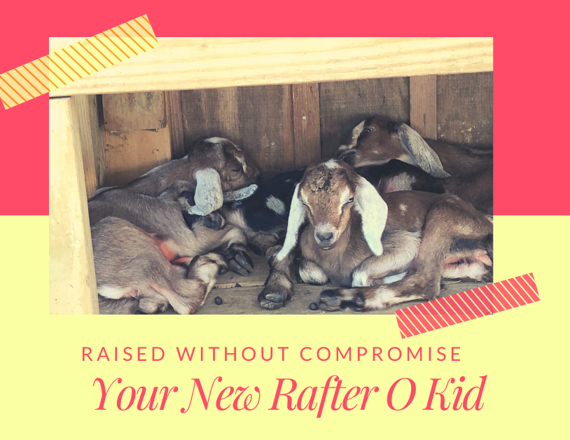Your Rafter O Kid Blog Cover