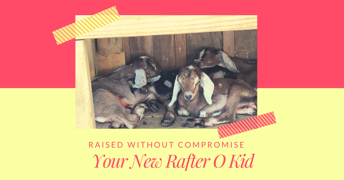 Your Rafter O Kid Blog Cover