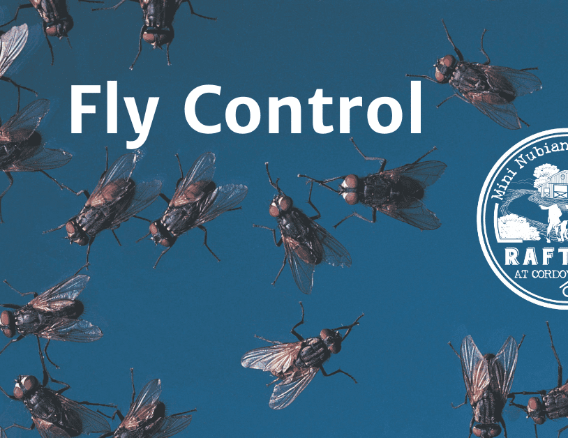 Fly Control Blog