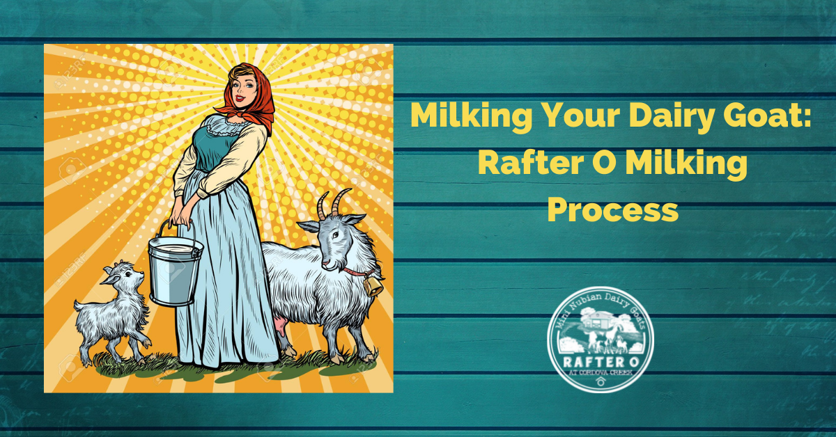 Milking Your Dairy Goat: Rafter O Milking Process