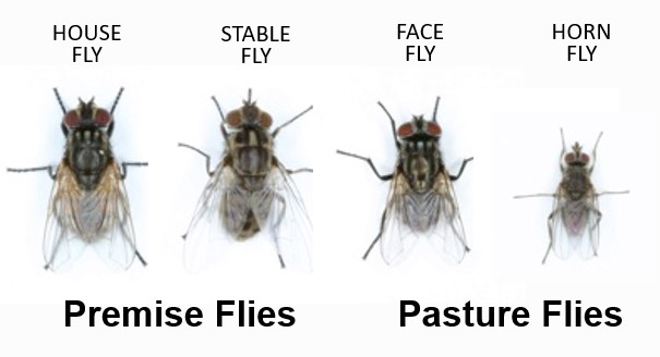 Types of Flies