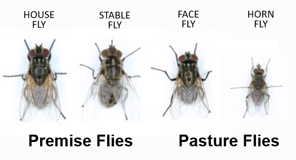 Stages Of A House Fly