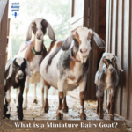 What is a Miniature Dairy Goat