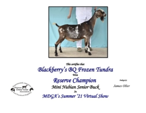 Blackberry's BQ Frozen Tundra - Mini Nubian Buck