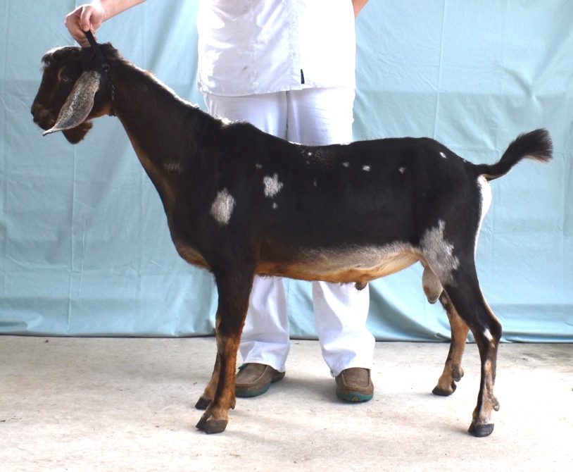 Rafter O Meadowlark - Mini Nubian Buck