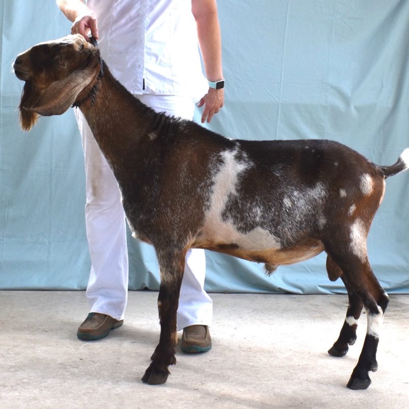 Fall 2021 - Tundra Blackberry's BQ Frozen Tundra