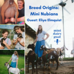 Breed Origins Mini Nubians Podcast