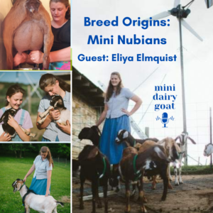 Breed Origins: Mini Nubians