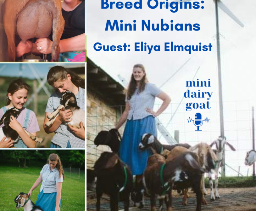 Breed Origins Mini Nubians Podcast