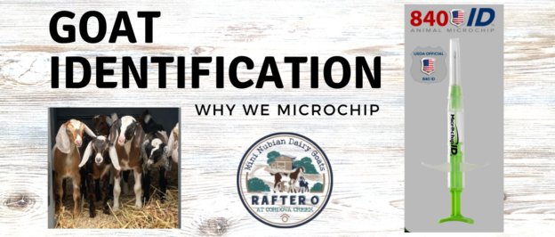 Goat Identification: Why We Microchip