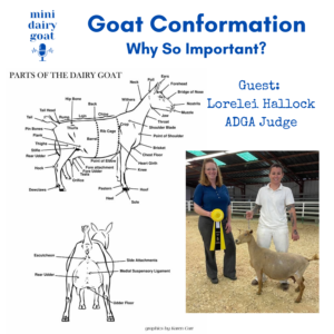 Dairy Goat Conformation: Why So Important?