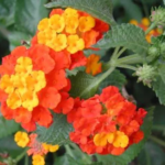 Texas Lantana