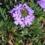 Wild Verbena