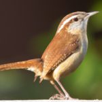 Carolina Wren