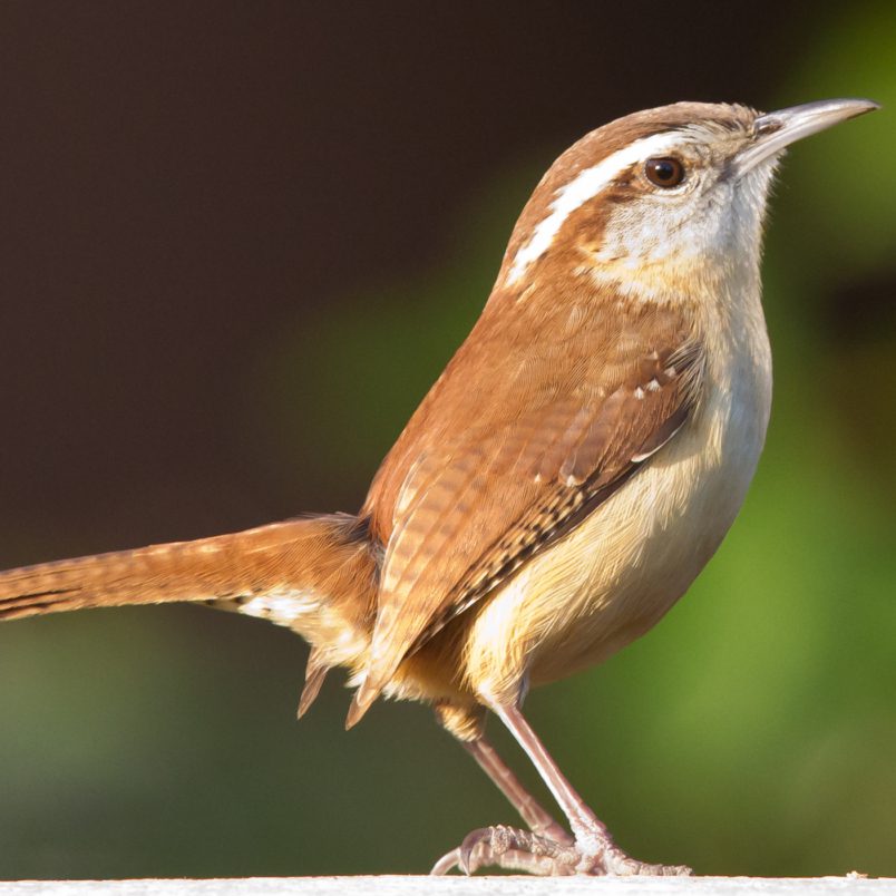 Rafter O Carolina Wren | Rafter O at Cordova Creek