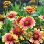 Indian Blanket