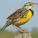 Meadowlark