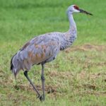 Sandhill Crane