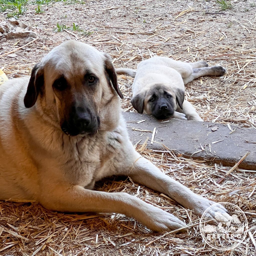 Neylan & Beyza - Kangal Dog