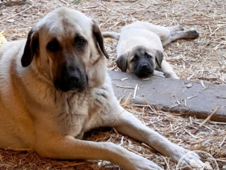 Neylan &amp; Beyza - Kangal Dog
