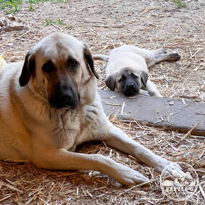 Neylan & Beyza - Kangal Dog