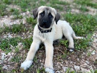 Neylan - Kangal Dog