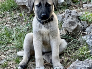 Neylan - Kangal Dog
