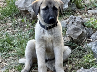 Neylan - Kangal Dog